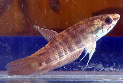 Betta chini